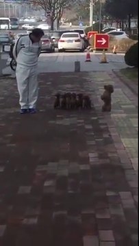 Ces chiens sont parfaitement dressé! incroyable