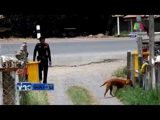 อ่างทองผวา หมาโดนยาเบื่อตายทั้งหมู่บ้าน | ข่าวรอบวัน | 31 มี.ค. 59