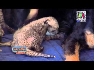 สวนสัตว์โอไฮโอปิ้งไอเดีย ให้ลูกเสือชีตาร์ดูดนมแม่สุนัข l ข่าวเปรี้ยงเที่ยงตรง l 23  มี.ค. 59