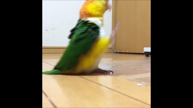 Quand ta perruche n'est vraiment pas contente