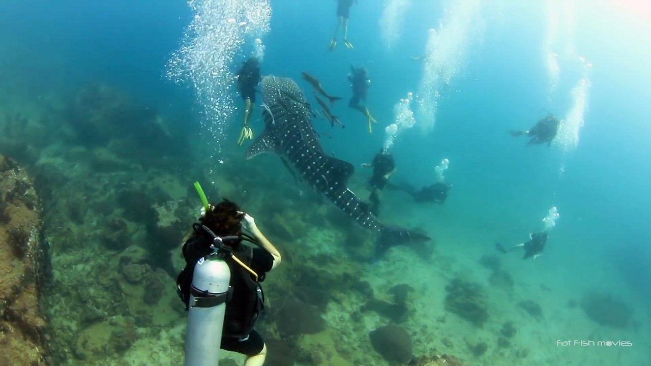 Ce bébé requin baleine veut jouer avec ces plongeurs... Adorable