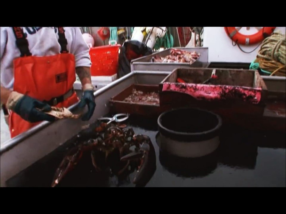 La puissance de ce homard géant qui pulvérise un crabe à coup de pinces