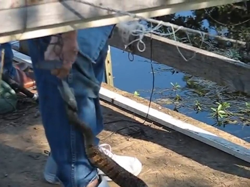 Ce serpent sauvage sort de l'eau pour venir manger dans la main d'un homme