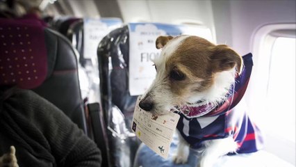 Senators Introduce Bill to Protect Animals on Flights
