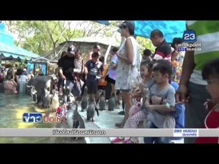 สวนสัตว์เปิดเขาเขียว จับนกเพนกวินเล่นสงกรานต์ l ข่าวมื้อเช้า l  15เม.ย.59