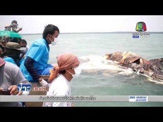 ชาวประมงบ้านอ่าวกรูดพบซากวาฬตาย l ข่าวมื้อเช้า l 21 เม.ย.59