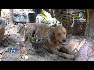 ตามล่าหมา โดดกัดลูกหมูเล่น ตายยกเล้า 30 ตัว l ข่าวมื้อเช้า l 18 เม.ย.59