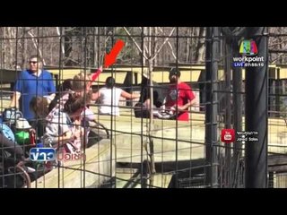 สาวแคนนาดา กระโดดเก็บหมวกในกรงเสือ l ข่าวมื้อเช้า l 19 เม.ย.59