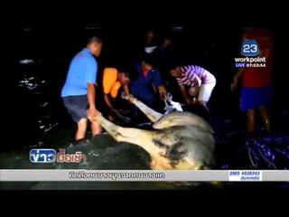 แม่วัวท้องแก่ตื่นเชือก  วิ่งแหกคอกลงทะเล l ข่าวมื้อเช้า l 19 เม.ย.59