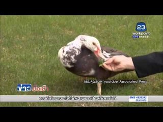 เป็ดพิการเดินได้อีกครั้งด้วยขาเทียมจากเครื่องพิมพ์สามมิติ l ข่าวมื้อเช้า l 21 เม.ย.59