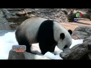 สวนสัตว์เชียงใหม่ จัดน้ำแข็งให้แพนด้า คลายร้อน | ข่าวเปรี้ยงเที่ยงตรง | 21 เม.ย. 59