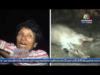ล่าคนร้ายวางยาพิษฝูงวัวตายเกือบ 20 ตัว l ข่าวเปรี้ยงเที่ยงตรง l 22 เมย 59.mp4