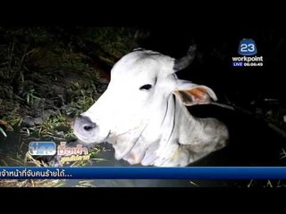 แม่วัวพลัดตกบ่อ ชาวบ้านช่วยนานกว่า 2 ชม | ข่าวมื้อเช้าสุดสัปดาห์ | 24 เม.ย. 59