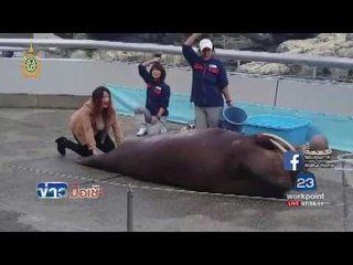 “วอลรัส” ซิทอัพสุดสตรอง l ข่าวมื้อเช้า l 2 มิ.ย.-59