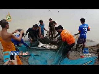 ลูกโลมาหลงฝูงน๊อคน้ำทะเลพัทยาดับ l ข่าวมื้อเช้า l 1 มิ.ย. 59