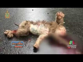 ดูแลสัตว์ป่าอุทยานแห่งชาติเขาใหญ่ หลังแม่ลิงถูกรถชน | ข่าวเปรี้ยงเที่ยงตรง | 7 มิ.ย. 59