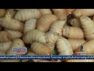 เลี้ยงด้วงสาคู สร้างรายได้เดือนละครึ่งแสน | ข่าวเปรี้ยงเที่ยงตรง | 17 มิ.ย. 59