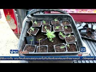 จับสองหนุ่มแอบปลูกกัญชาใช้ไฟส่องปรับอุณหภูมิ l ข่าวมื้อเช้า l 24 มิ.ย.59