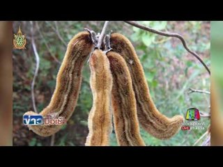 เผาศพเหยื่อหมามุ่ยอินเดียแล้ว l ข่าวมื้อเช้า l 20 มิ.ย.59