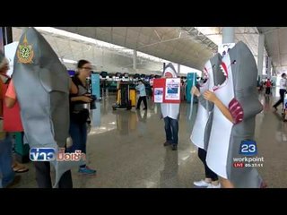 คาเธ่ย์แปซิฟิกประกาศห้ามหูฉลามขึ้นเครื่อง l ข่าวมื้อเช้า l 23 มิ.ย.59