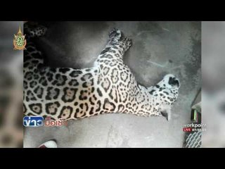 ปิดตำนานเสือจากัวร์โชว์ดำน้ำล่าเหยื่อไนท์ซาฟารี l ข่าวมื้อเช้า l 20 มิ.ย.59