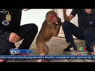 ลิง!แสบขโมยกระเป๋าเงิน แถมอมของกลางไว้ในปาก l ข่าวรอบวัน  20 ก ค 59