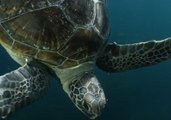 Rescued Green Sea Turtles Released Back to Sea