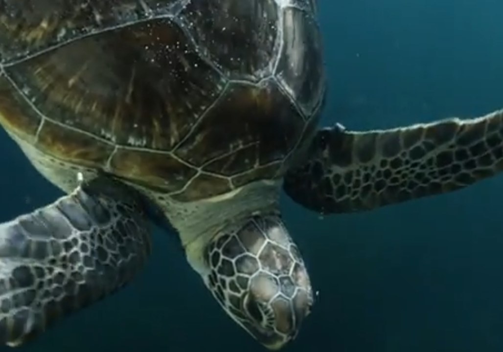 Rescued Green Sea Turtles Released Back to Sea