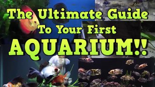 The Nitrogen Cycle / The Ultimate Guide To Your First Aquarium Part 5