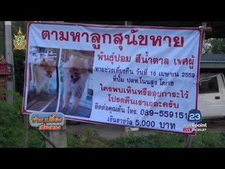 หนุ่มวิศวกรตามหา สุนัขพันธุ์ปอม ใครเจอให้ 5 พันบาท | ข่าวเปรี้ยงเที่ยงตรง |  27 ก.ค. 59