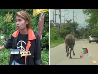 ควายหนีตายจากโรงเชือด  l  ข่าวมื้อเช้าสุดสัปดาห์  31 ก ค 59