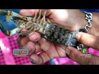 สองสามีภรรยาชัยภูมิเลี้ยงกุ้งก้ามแดงปลดหนี้เกือบล้าน | ข่าวเปรี้ยงเที่ยงตรง |  26 ก.ค. 59