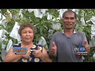 ปลูกฝรั่งพันธุ์ผสมกิมจูกับแป้นสีทอง สร้างรายได้ปีละ 3 แสน | ข่าวเปรี้ยงเที่ยงตรง | 2 ส.ค. 59