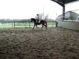 cheval dressage KWPN