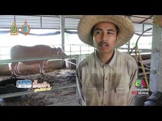 ควายเผือกไทยแท้ ราคาหลักล้าน  l  ข่าวมื้อเช้าสุดสัปดาห์ 27 ส ค 59