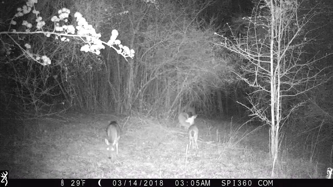 Deer Meadow Spring Night