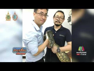 กรมอุทยานฯ ห่วงคนเลี้ยงกลัวผิดปล่อย 'อนาคอนด้า' มั่ว | ข่าวเปรี้ยงเที่ยงตรง |  31 ส.ค. 59