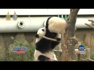 แพนด้ายักษ์พ้นบัญชีแดงสัตว์ป่าใกล้สูญพันธุ์ | ข่าวเปรี้ยงเที่ยงตรง | 5 ก.ย. 59