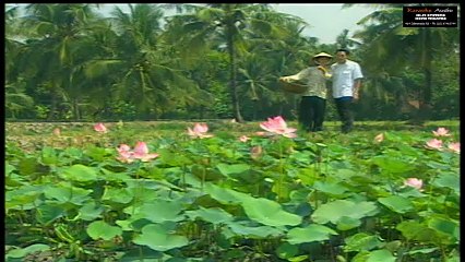 Tình Cờ Gặp Nhau - Hoài Nam