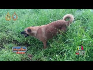 เจ้าของเดินทางมารับ สุนัขหลังนั่งรอริมถนน 6 เดือน | ข่าวเปรี้ยงเที่ยงตรง | 14 ก.ย. 59