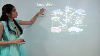 Food Chain, Food Web and Ecological Pyramids - 3 Key Concepts in 1 Lecture
