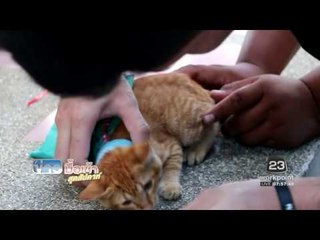 กู้ภัยช่วยชีวิตแมวมีท่อติดคอ | ข่าวมื้อเช้าสุดสัปดาห์ | 19 พ.ย. 59