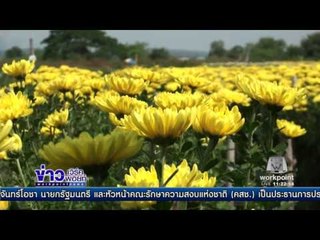 สวนเบญจมาศ จ พิษณุโลก บานรับนักท่องเที่ยว l ข่าวเวิร์คพอยท์ l 29 พ.ย. 59