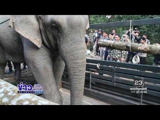 จนท  ช่วยกันจับ “ช้างป่าพลายแก้ว” คืนสู่ป่า  ข่าวเวิร์คพอยท์  10 ธ ค 59