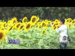 ทุ่งดอกทานตะวันยักษ์บานสะพรั่งรับลมหนาวกลางเมืองโคราช l ข่าวเวิร์คพอยท์ l 29 พ.ย.59