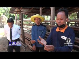 กลุ่มเลี้ยงสัตว์ จ มหาสารคาม เตรียมสำรองฟางรับมือภัยแล้ง l ข่าวเวิร์คพอยท์ l 29 พ.ย. 59