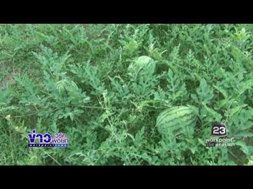 ปลูกแตงโมชายทะเลเกาะสุกรสร้างรายได้ | ข่าวเวิร์คพอยท์ | 28 พ.ย. 59