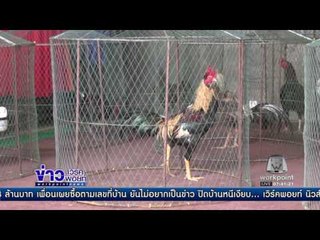 อากาศหนาวกระทบผู้เลี้ยงไก่ชน   ข่าวเวิร์คพอยท์  ข่าวมื้อเช้าสุดสัปดาห์  17 ธ ค 59