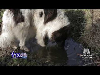 ฟาร์มอนุรักษ์สัตว์ท้องถิ่นหายากในบัลแกเรีย  l ข่าวเวิร์คพอยท์ (เที่ยง) l 5  ม.ค.60