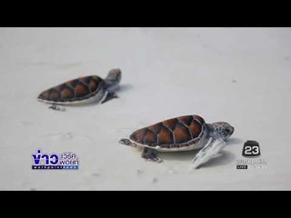 กิจกรรมปล่อยเต่า 89 ตัว ถวายเป็นพระราชกุศล l ข่าวเวิร์คพอยท์ l 13 ธ.ค. 59